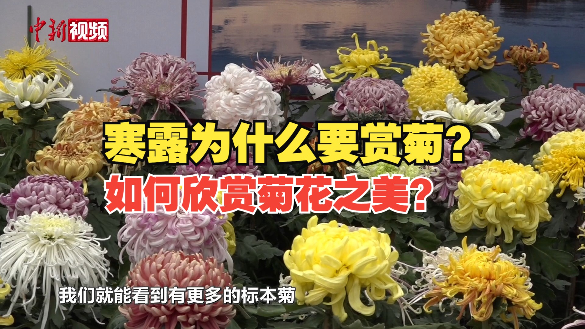 【趣解廿四时】寒露为什么要赏菊花?哔哩哔哩bilibili