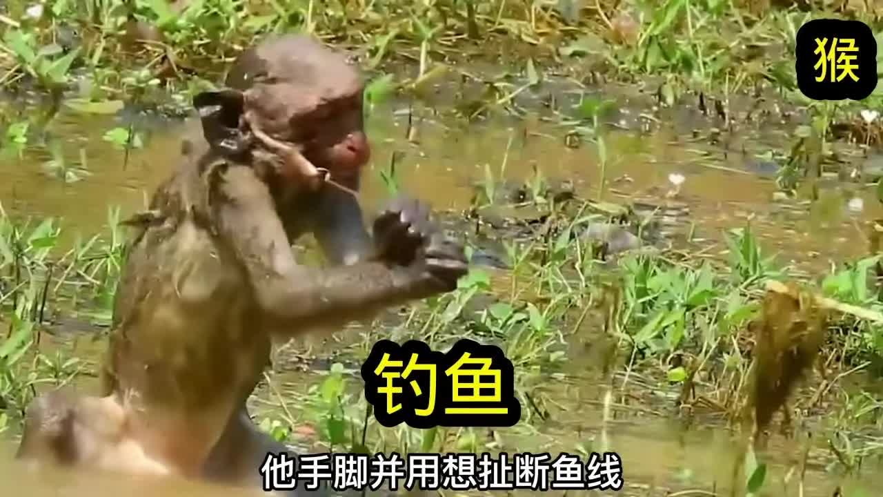 小猴子钓鱼哔哩哔哩bilibili