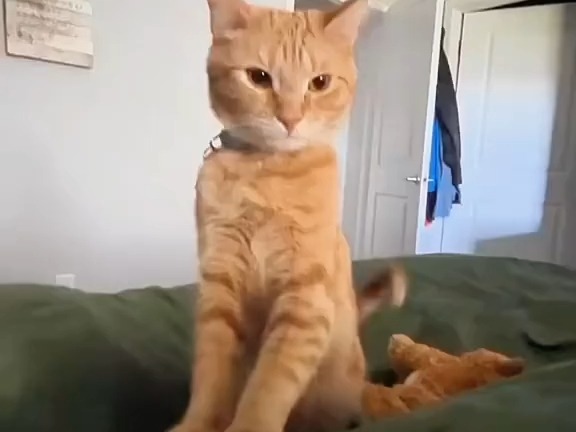 tiktok小猫猫合集一则206哔哩哔哩bilibili