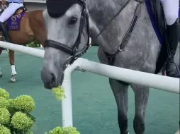 在新工作岗位上加餐的飞机云全弟--夕烧云 サンセットクラウド