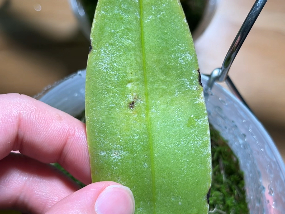 兰花被红蜘蛛啃食图片图片