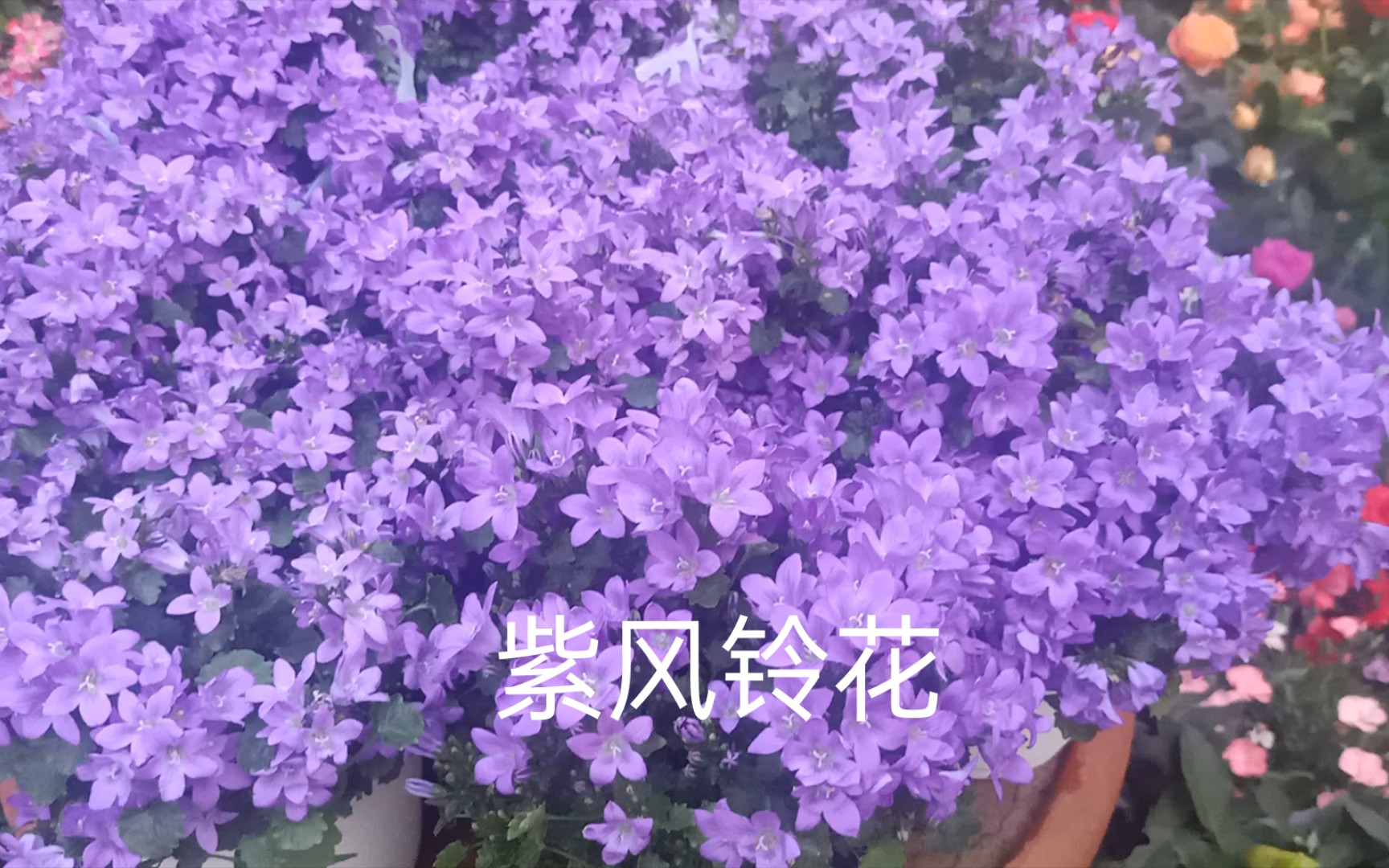 共赏紫风铃花哔哩哔哩bilibili