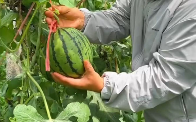 这瓜是来碰瓷的吗?