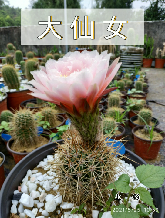 2021毛花柱篇--大仙女_哔哩哔哩_bilibili