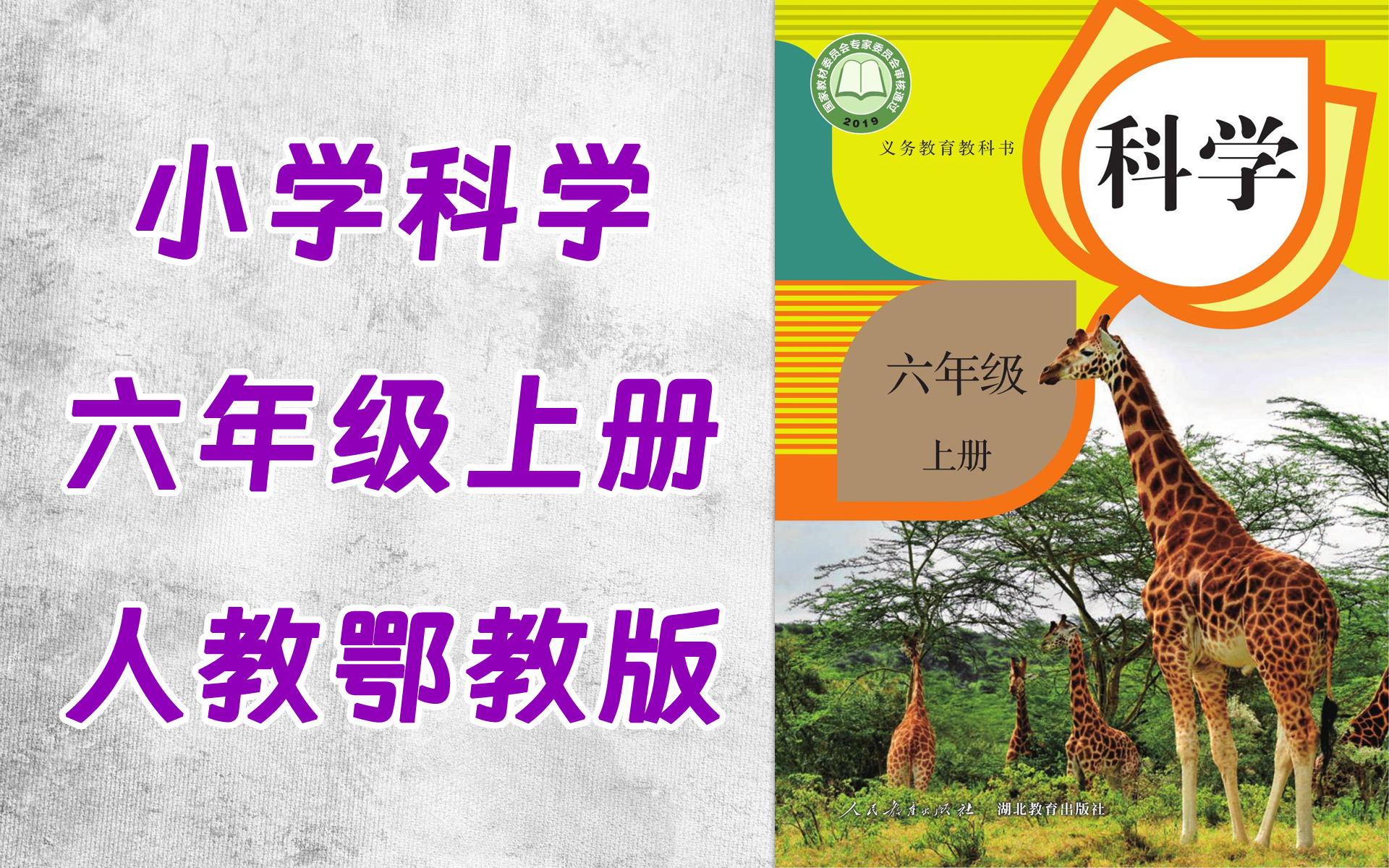 tt0026-171-小学六年级科学人教鄂教版上册-全30集