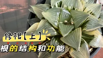 十二卷多肉植物根的结构与功能（上）