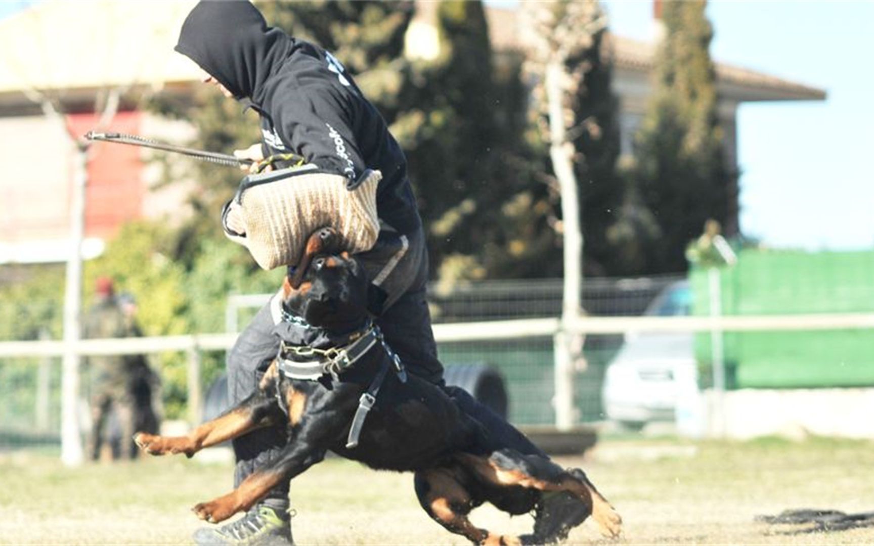 世界上战斗力最强的警犬—罗威纳犬,至今没有犬能超越它哔哩哔哩bilibili