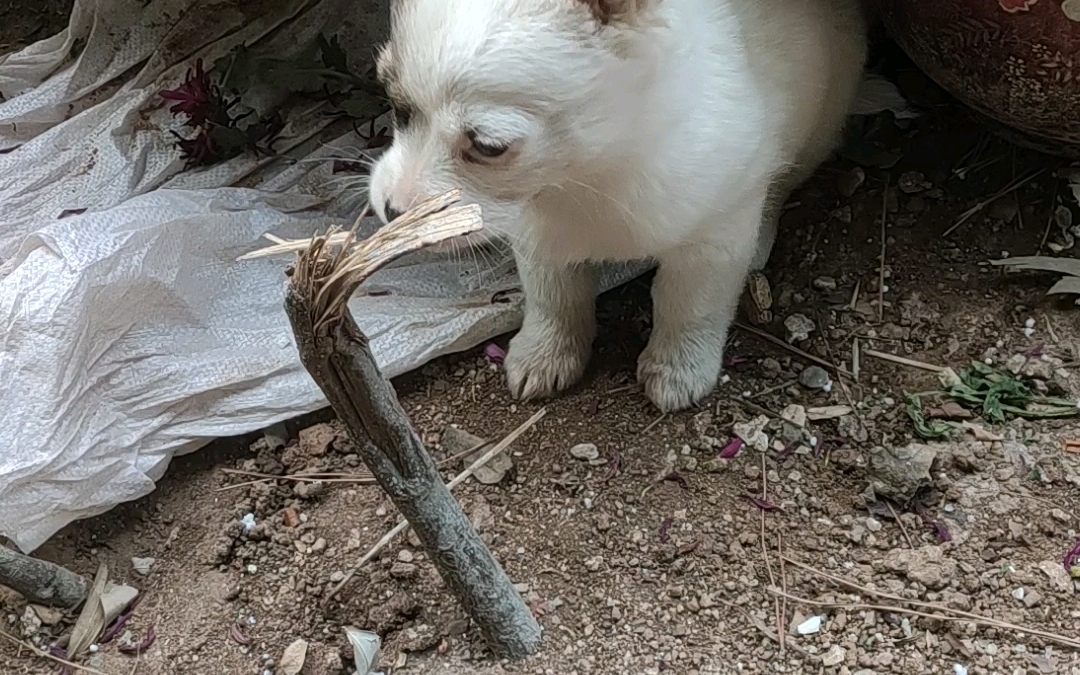 虎牙磨平磨小照片图片