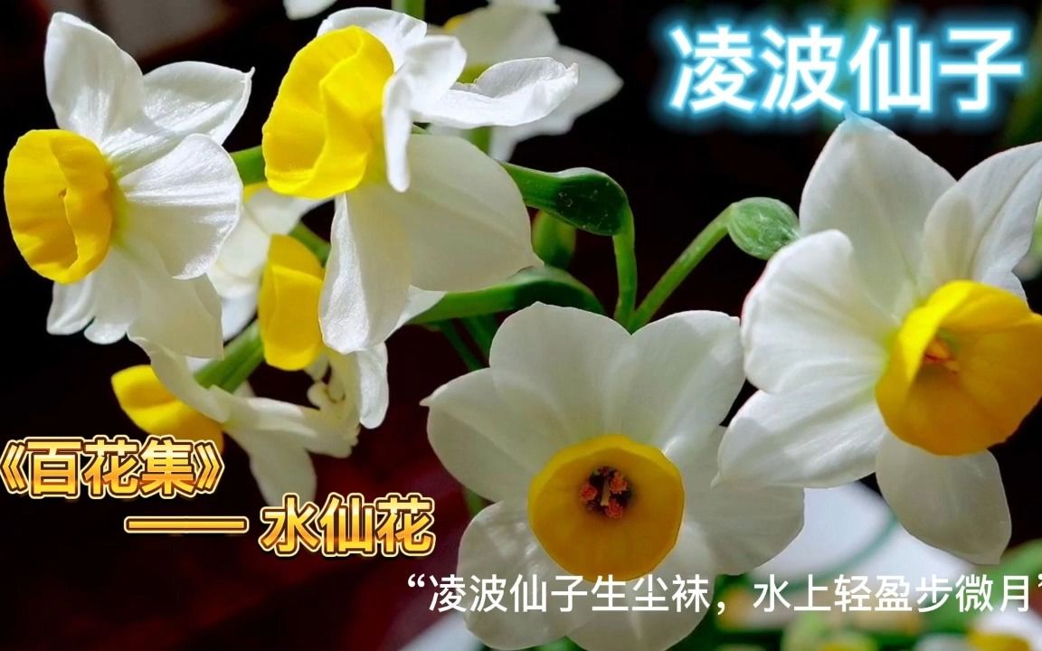 《百花集》——水仙花哔哩哔哩bilibili