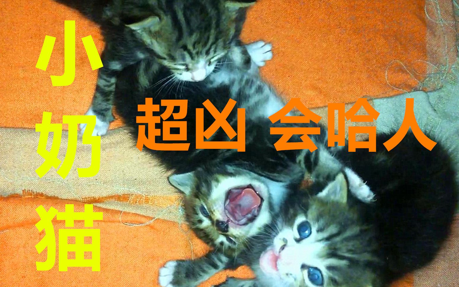 一吹气就哈人的小奶猫,超凶,越吹越来劲!哔哩哔哩bilibili