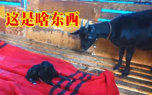 Tải video: 母羊第一次生小羊，以为生了个怪物，小羊要喂奶，母爱本能真感人