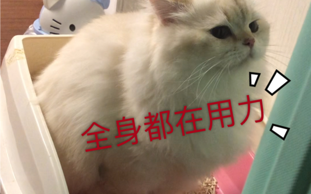 绝美猫猫拉屎超可爱,全身都在用力哔哩哔哩bilibili