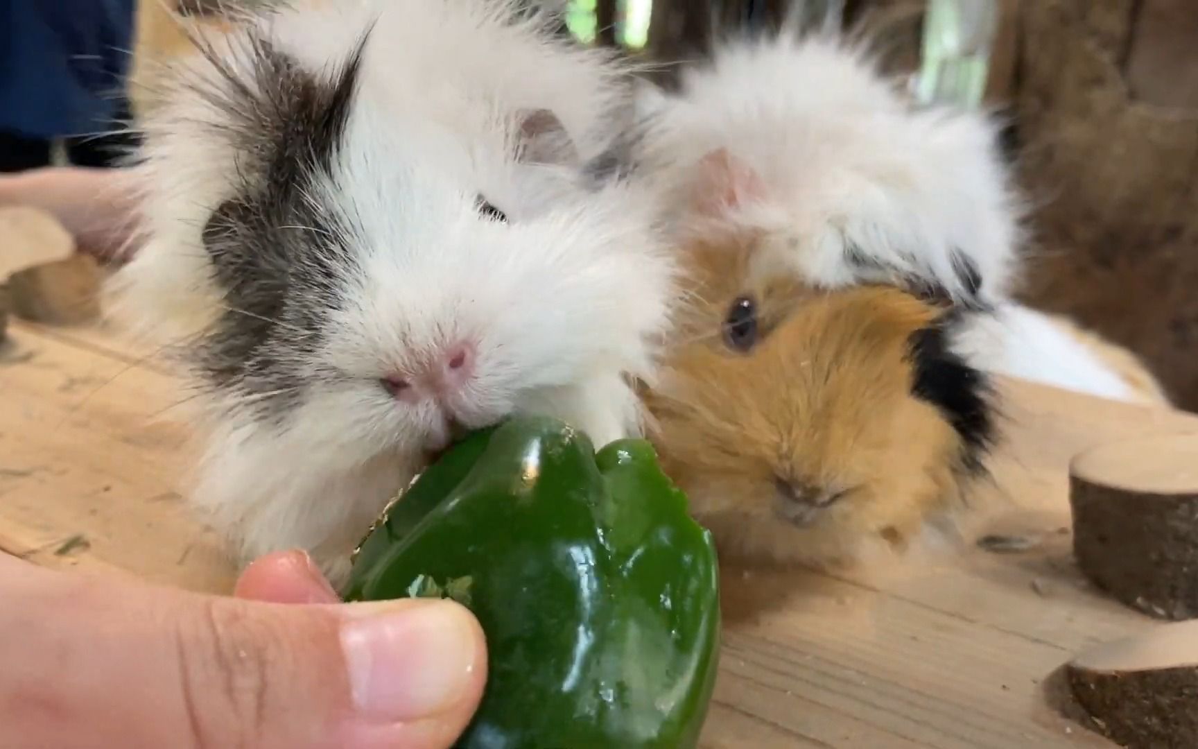 长崎动物园 给动物们投食青椒