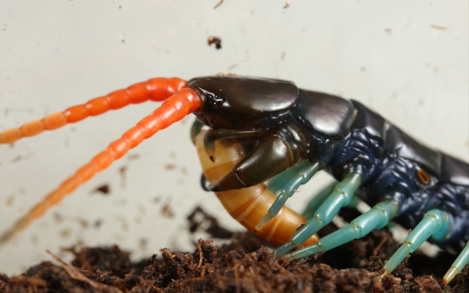 云南三色蜈蚣食面面