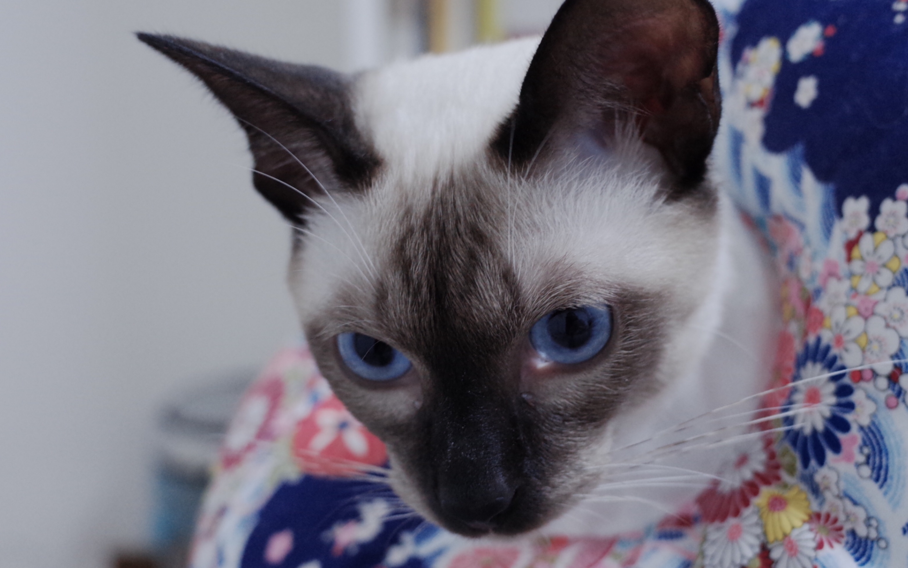 暹罗猫vlog#52 带猫去绝育 蛋蛋没了就是永远的小男孩了哦_哔哩哔哩