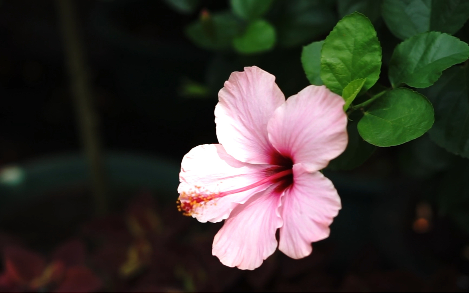 微妙的美·朱槿