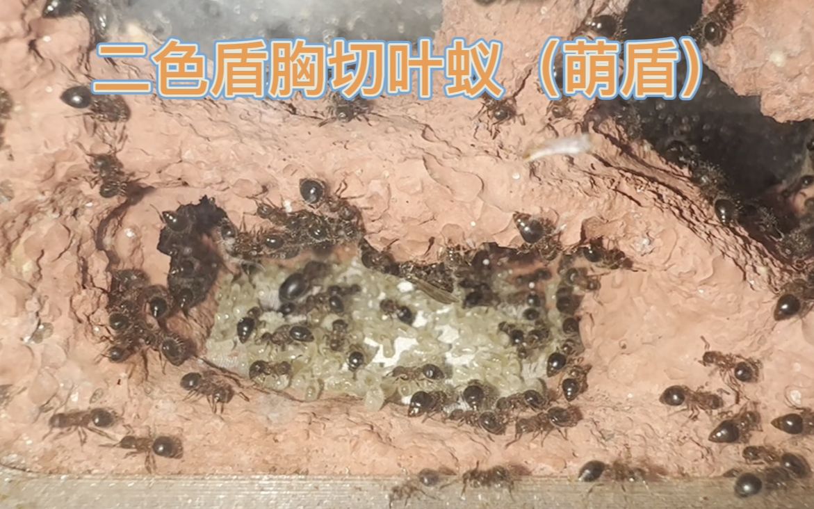 活动作品二色盾胸切叶蚁萌盾