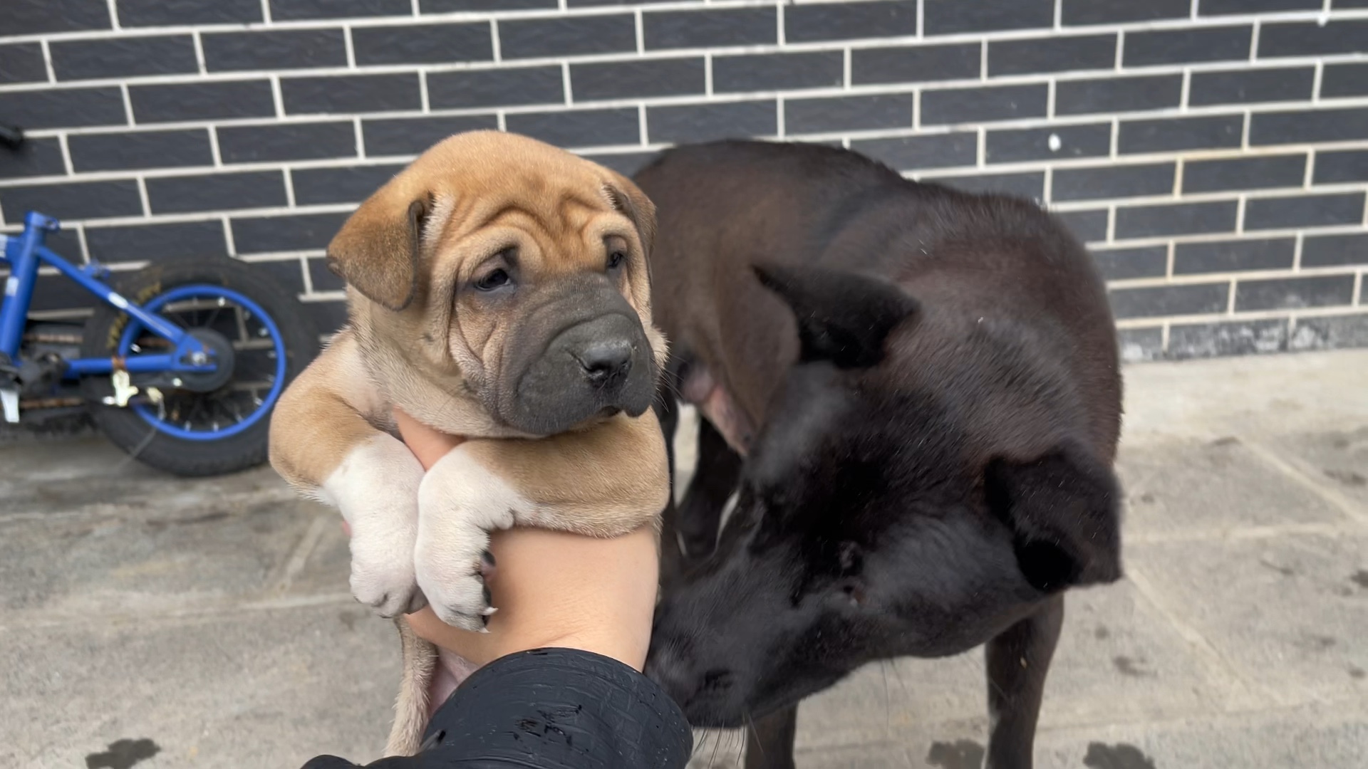 大黑狗:我觉得……应该做个亲子鉴定!