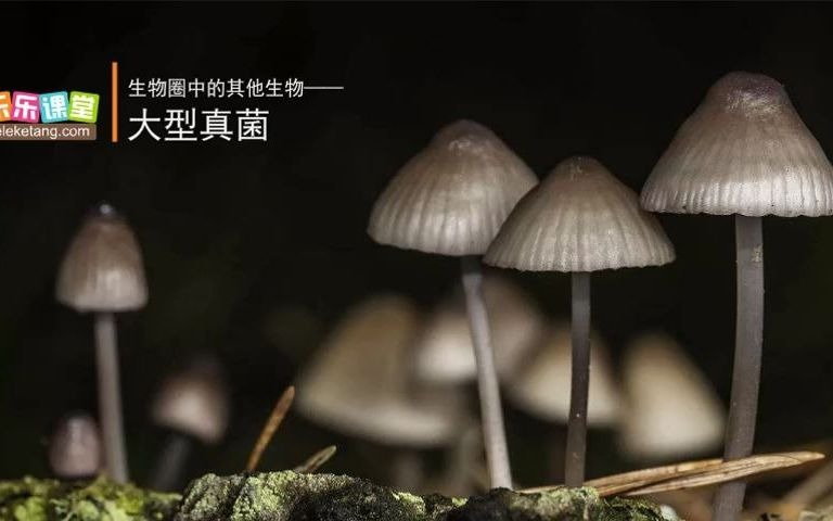 八年级上册生物学微课 54 第六期 多细胞真菌中的大型真菌哔哩哔哩bilibili