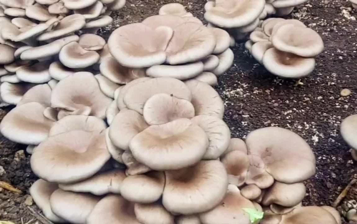 玉米芯覆土种植平菇,100斤玉米芯最高可以达到100斤菇!