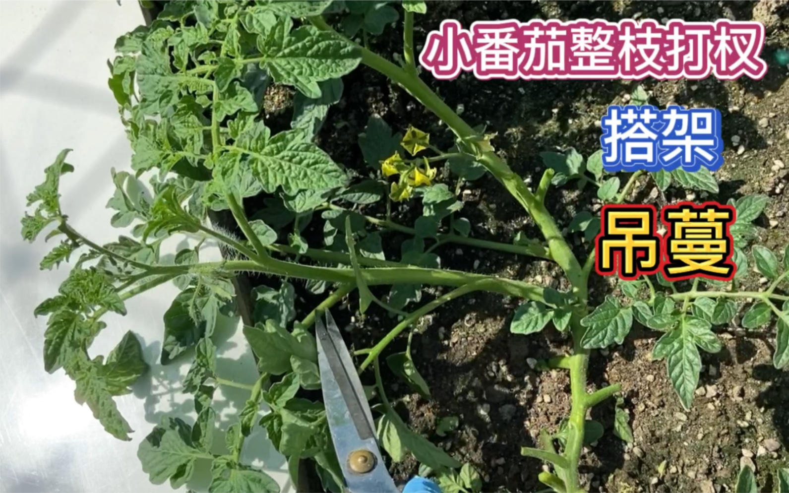 小番茄整枝打杈 搭架 吊蔓 今年嘗試搭平頂架種小番茄