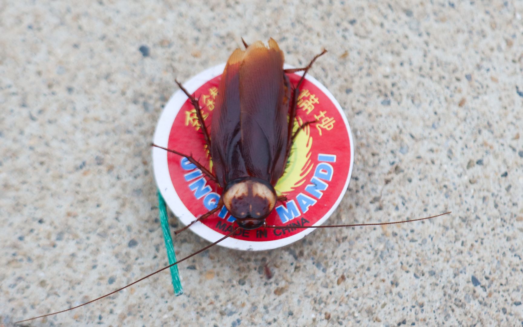 将"旋转陀螺烟花"粘在"小强"身上,会发生什么呢?