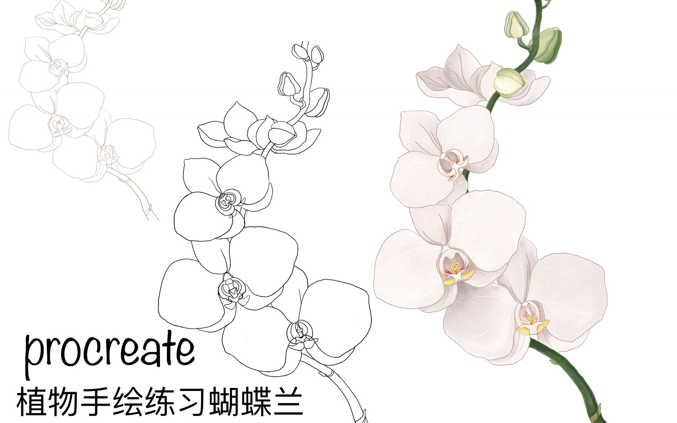 活动作品procreate手绘植物练习蝴蝶兰