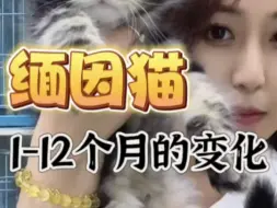 Download Video: 缅因猫1-12个月的变化