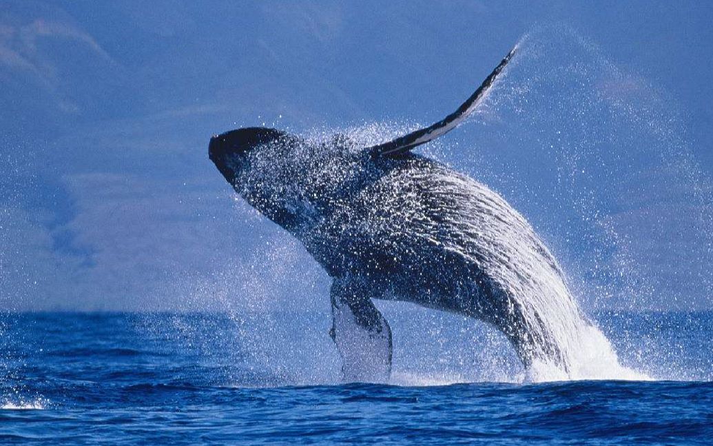 挥着"翅膀"的水中好汉,为何和虎鲸过不去?它们之间有什么恩怨呢?