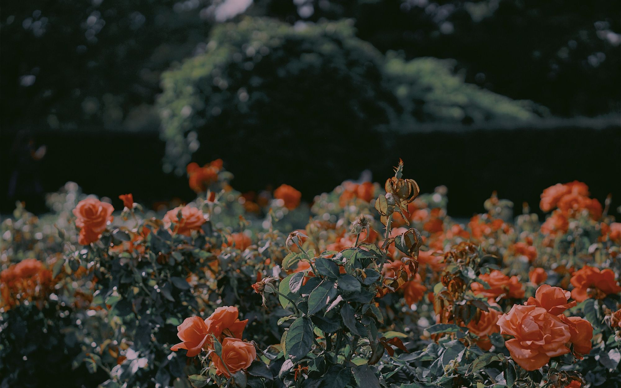 活动作品单曲tingle