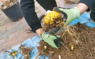 Скачать видео: 种了两年的庭院百合出土，拆球感觉好治愈