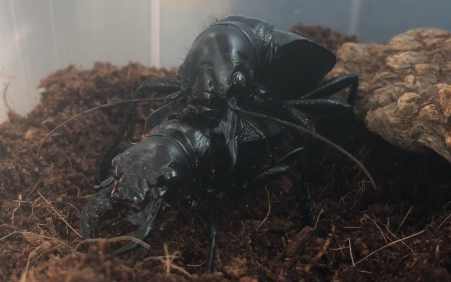 大王虎甲交配记录 第三弹