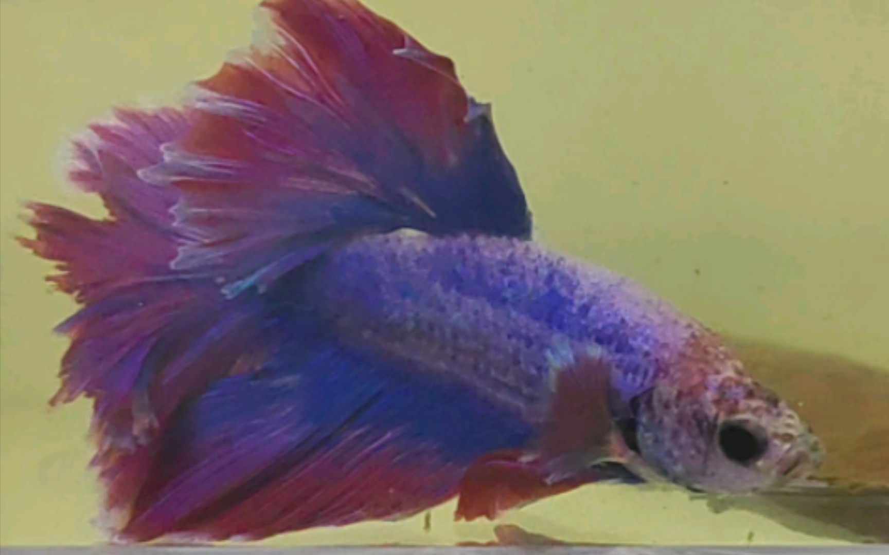 蜡彩色特殊尾半月斗鱼其实也还不错