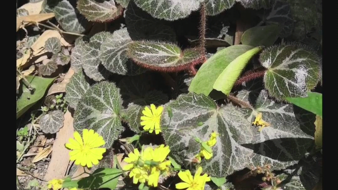 乡间小美好,人间四月天,虎耳草,故事的小黄花