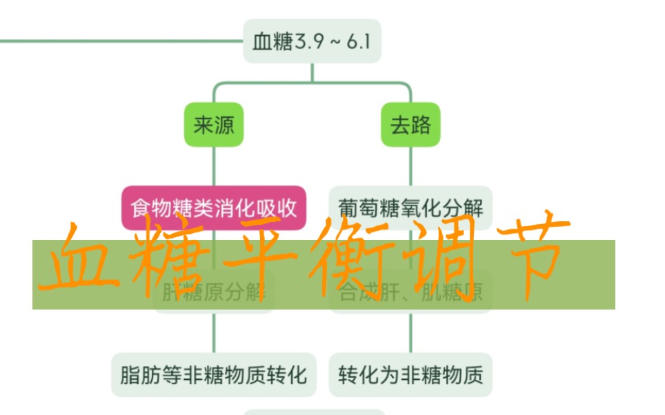 血糖平衡调节哔哩哔哩bilibili