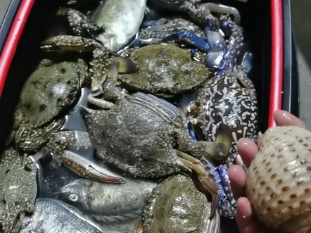 97野生蓝花蟹剥开有惊喜!满满膏黄诱惑来袭97深圳赶海,浮潜.