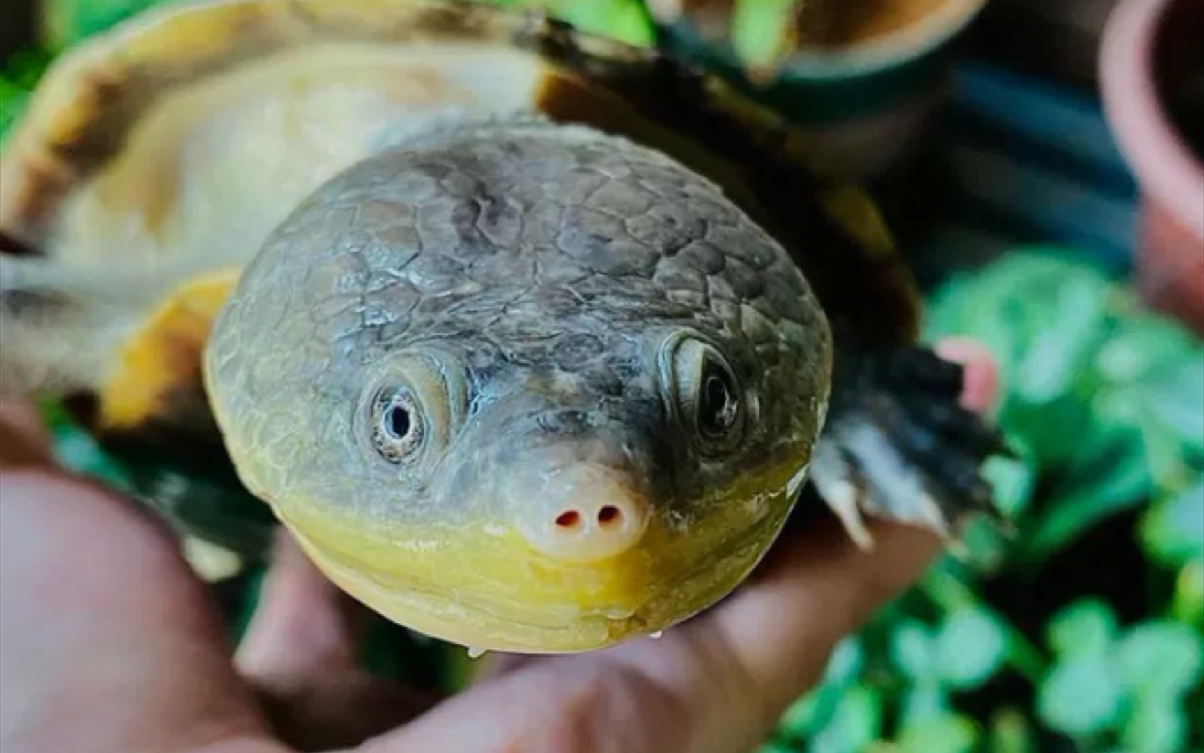 亚马逊蟾头龟成体多大图片