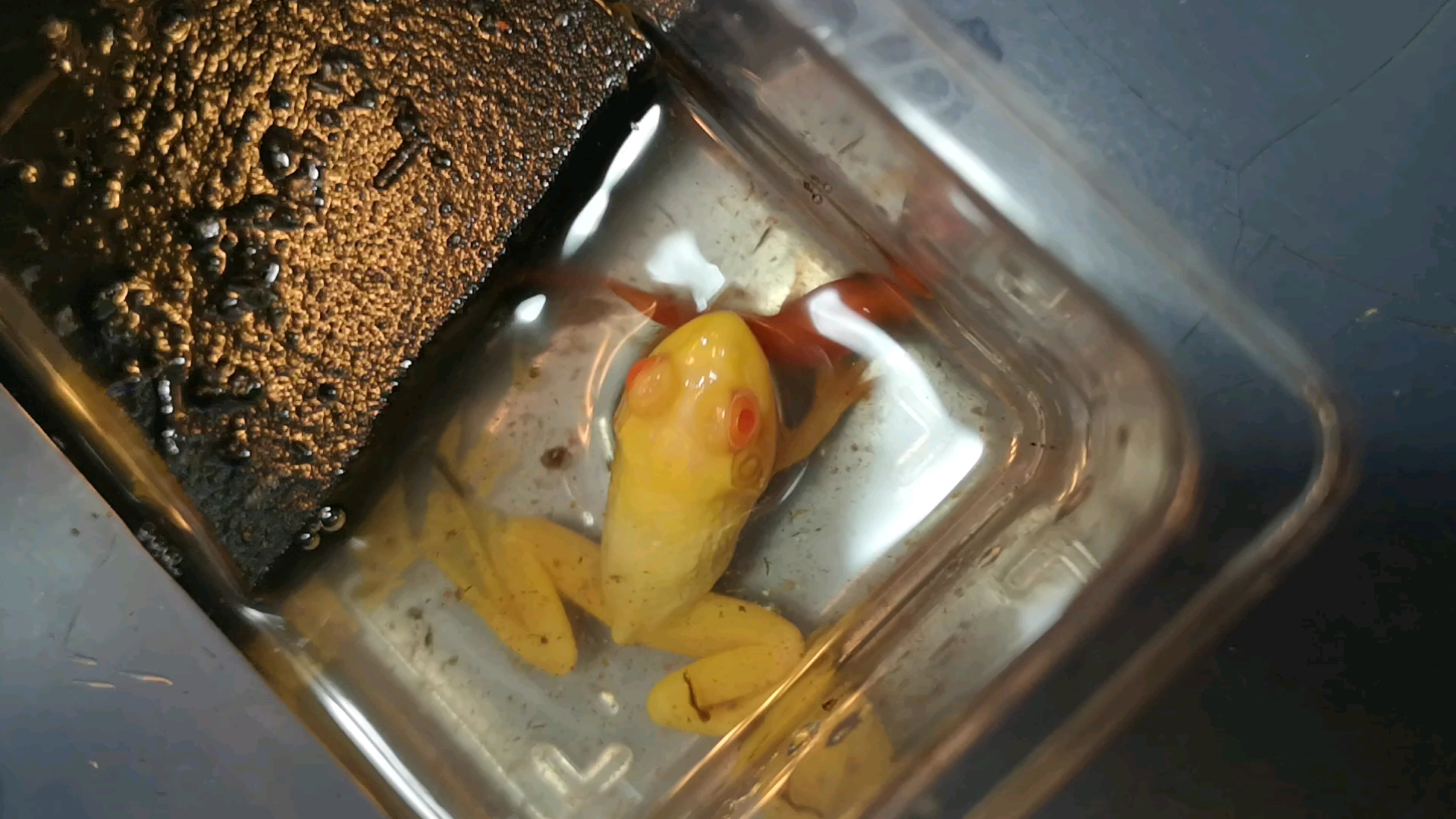 暴躁的白化美洲牛蛙