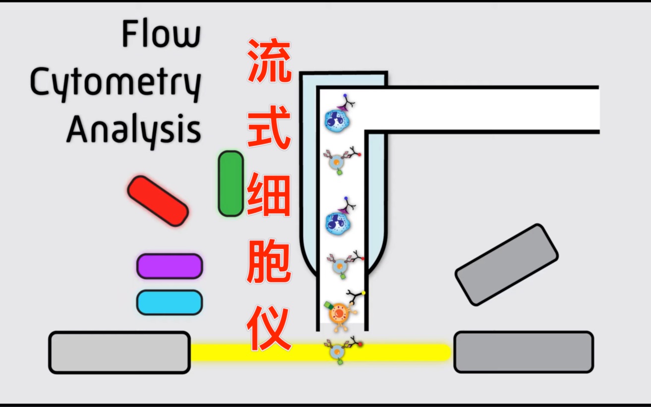 流式细胞仪简要讲解Flow Cytometry Analysis哔哩哔哩bilibili