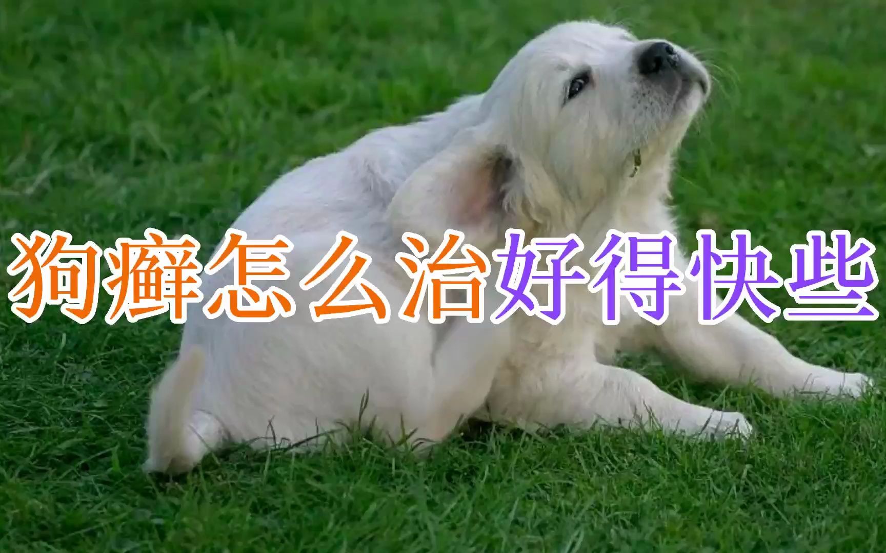 狗癣怎么治好得快些哔哩哔哩bilibili