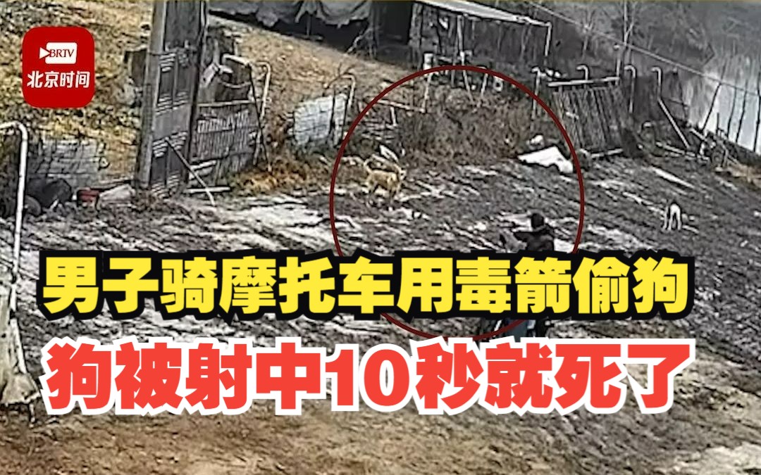 男子骑摩托车用毒箭偷狗 狗主人:狗被射中10秒就死了,已报警!