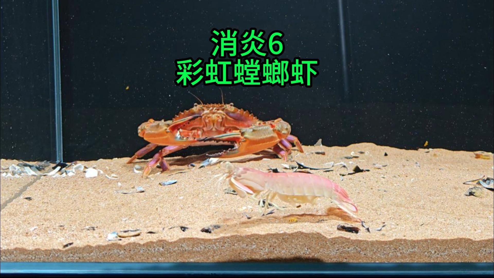 我用了整整8个月，养出了市面上最大的赤甲红，他能否击败螃蟹的天敌：彩虹螳螂虾？