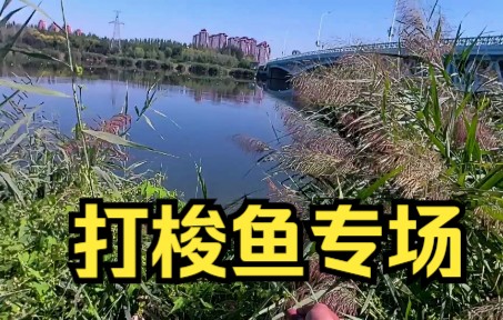 弹弓打鱼 十一假期的梭鱼专场哔哩哔哩bilibili