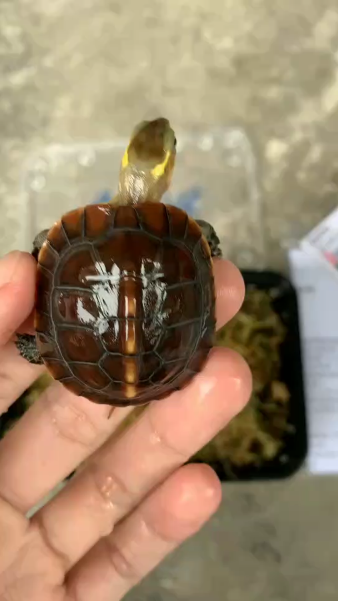 之前买的黑缘现在不黑了