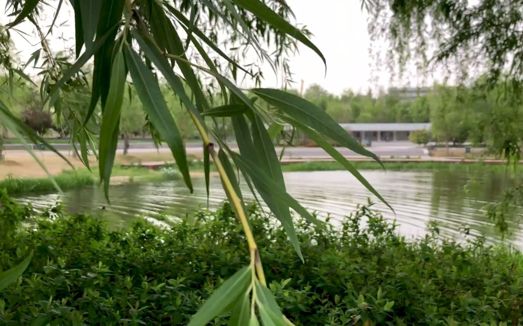 春风如贵客,一到便繁华.