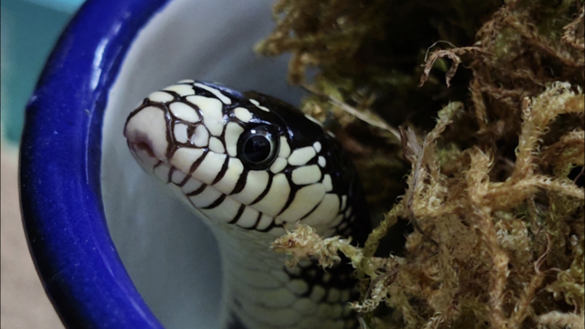 【加州王蛇】探头探脑