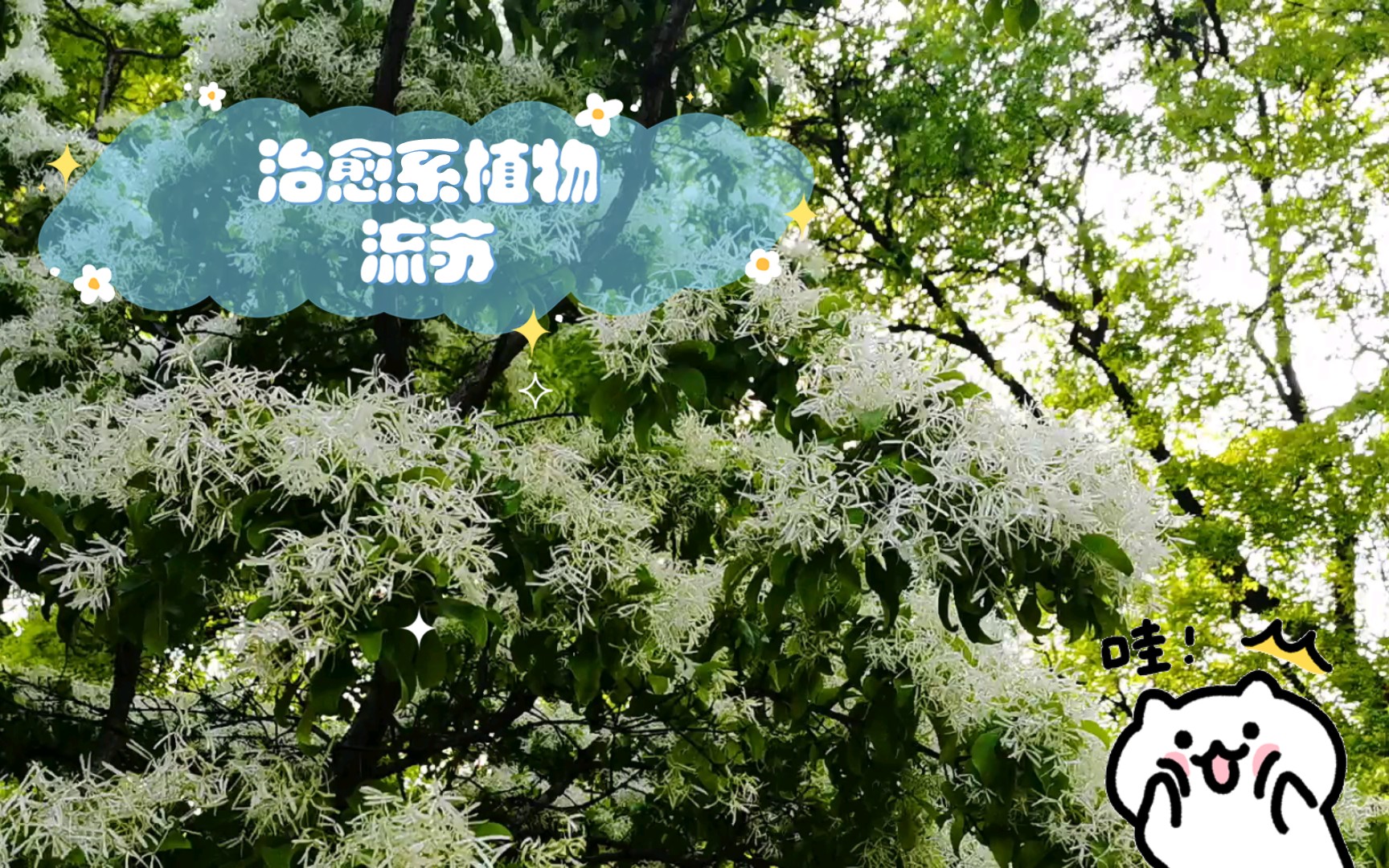 治愈系植物流苏哔哩哔哩bilibili