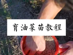 Download Video: 育油菜苗教程