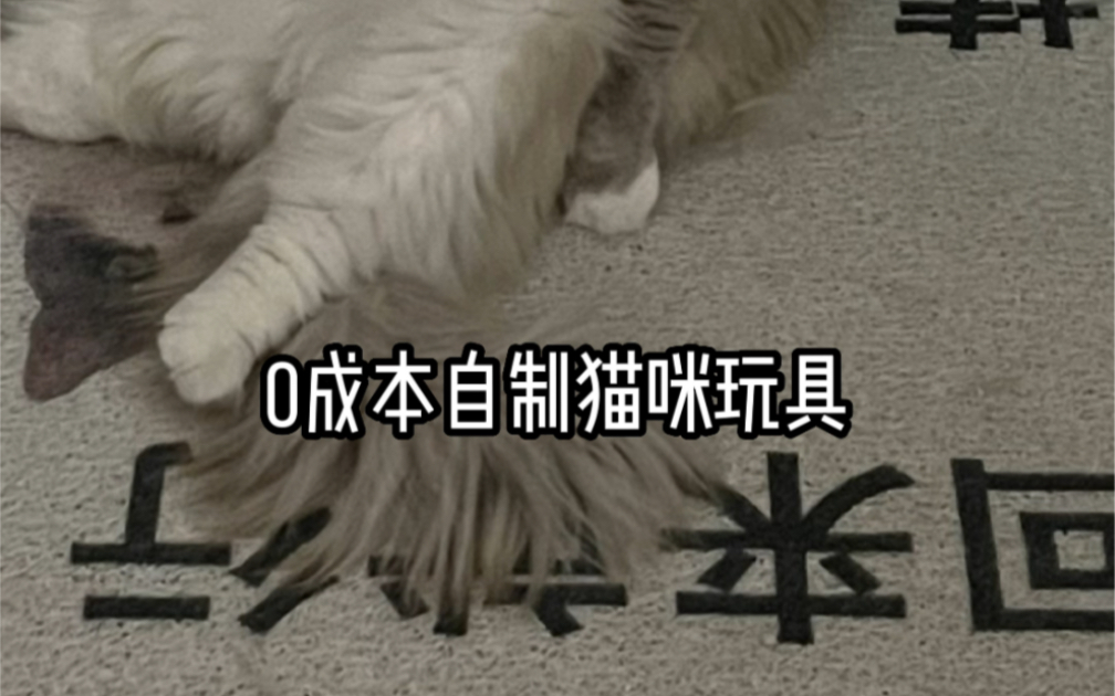 0成本diy猫玩具哔哩哔哩bilibili