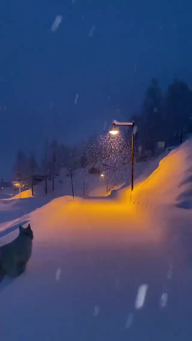 网友拍的一个下雪的夜晚,美得像童话一样!via